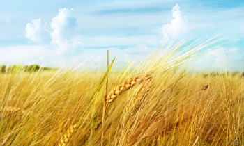 В Челябинской области создан Союз участников зернового рынка