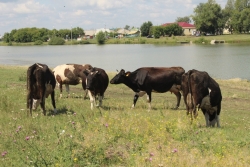 Каждый год в Чесменском районе происходят хищения скота