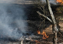 Многомиллионные штрафы будут выплачивать виновники лесных пожаров