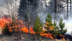 В Челябинской области в два раз увеличат число постов фиксации лесных пожаров