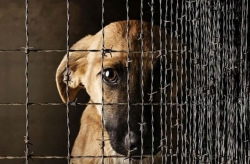 Житель Чесменского района ответит за убийство собаки