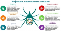 В Чесменском районе близится сезон клещевого вирусного энцефалита