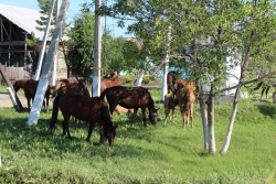 В прошлом году 16 жителей Чесменского района были привлечены к ответственности за незаконный выпас скота