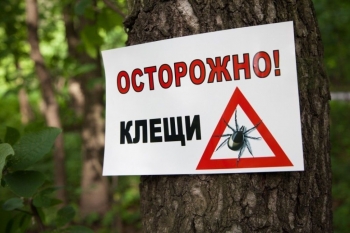 В Чесменском районе близится сезон клещевого вирусного энцефалита