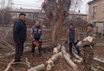 Вопрос по спилу тополей решён