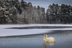 Экологи Челябинской области просят не «спасать» лебедей на водоёмах