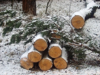 Житель Чесменского района осужден за незаконную рубку деревьев