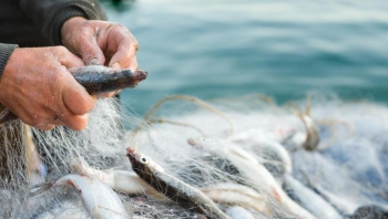В Чесменский районный суд направлено уголовное дело о незаконной добыче рыбы