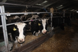 В 2019 году в хозяйствах Чесменского района надоили  почти пять тысяч тонн молока