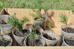На территории Чесмы высадили более 1000 саженцев различных видов деревьев