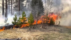 Сбережем лес от пожаров