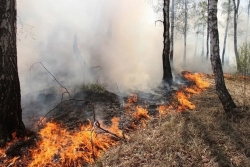 На юге Челябинской области бушуют лесные пожары