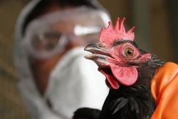 В нескольких районах Челябинской области были зафиксированы очаги гриппа птиц