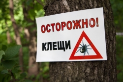 Клещи вышли на охоту: за апрель в Чесменском районе от укусов опасных насекомых пострадали 13 человек