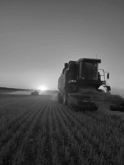 В Чесменском районе завершается уборка зерновых