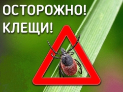 В Чесменском районе зарегистрированы первые пострадавшие от укусов клещей