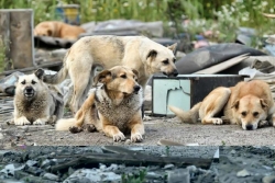 В этом году на отлов и содержание безнадзорных животных Чесменскому району выделено 605 тысяч рублей