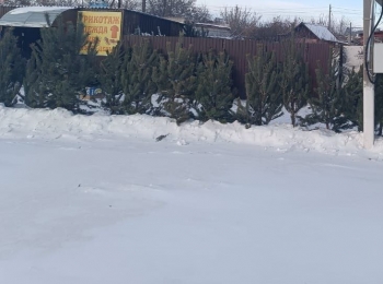 Чесменские полицейские изъяли 30 хвойных деревьев у нелегального продавца